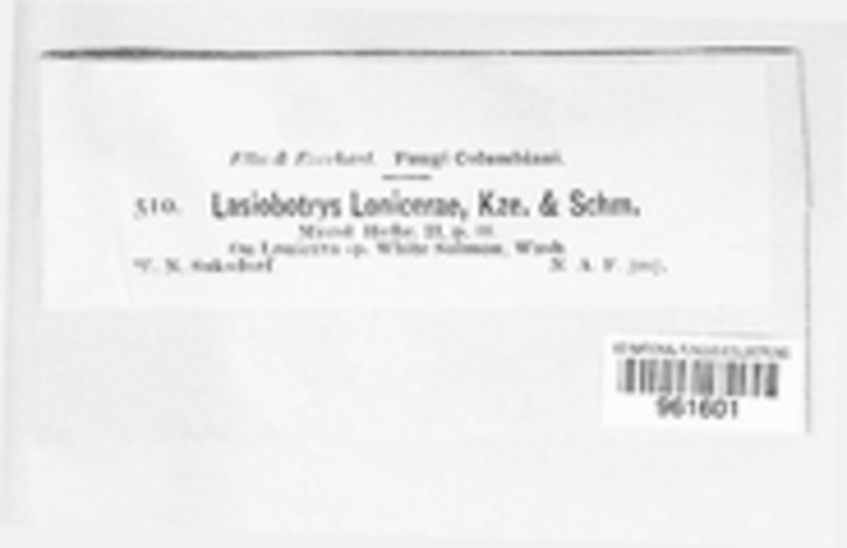 Lasiobotrys lonicerae image